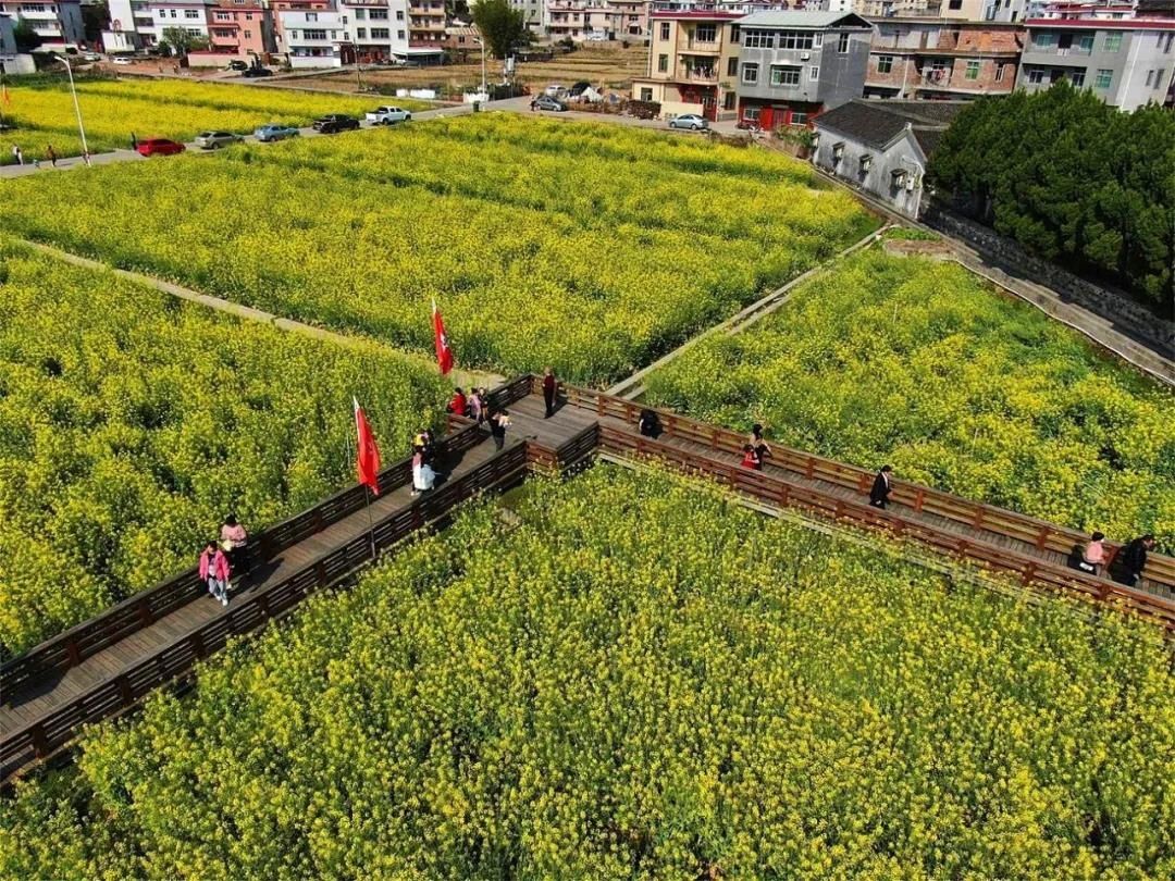 看龙岩这片新春花海，人面黄花相映红~