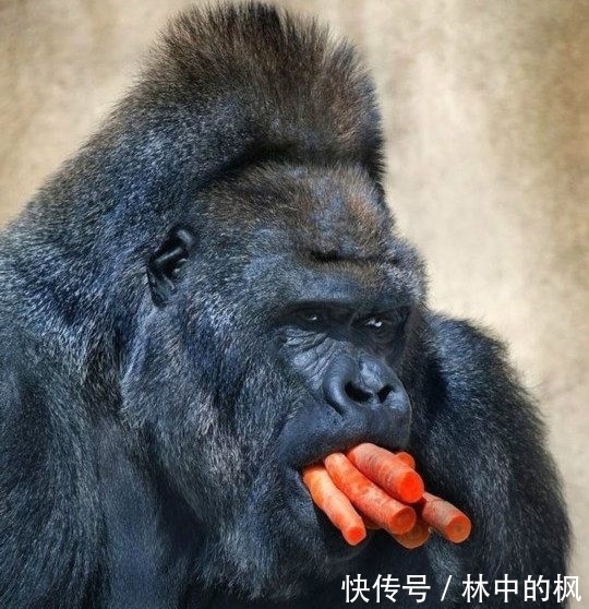 来看|快来看啊,我抓到了一群吃货!真是吃出新境界!