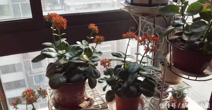 盆栽|养花就养这5款植物,大吉大利,盆栽打理方法简单