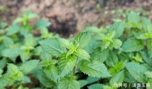 糖尿病|农村无人问津的“仙人草”，竟是治疗糖尿病的民间草药，你见过吗