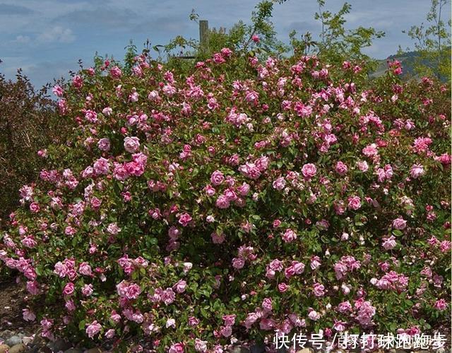 25个拥有中国血统的波旁月季。花朵超大个个丰花,还能爬藤做花墙