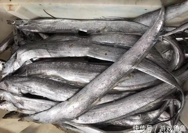 带鱼里吃出一节骨头,像牙齿一样,摸起来硬硬的,你知道原因吗?