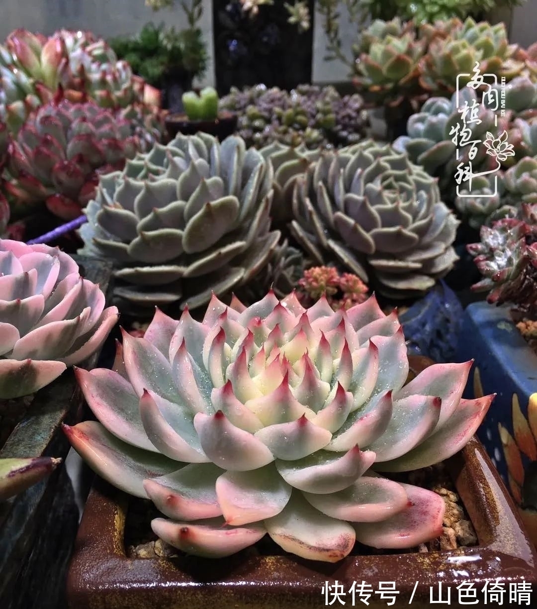 我与多肉植物百科的398天离别又重逢!