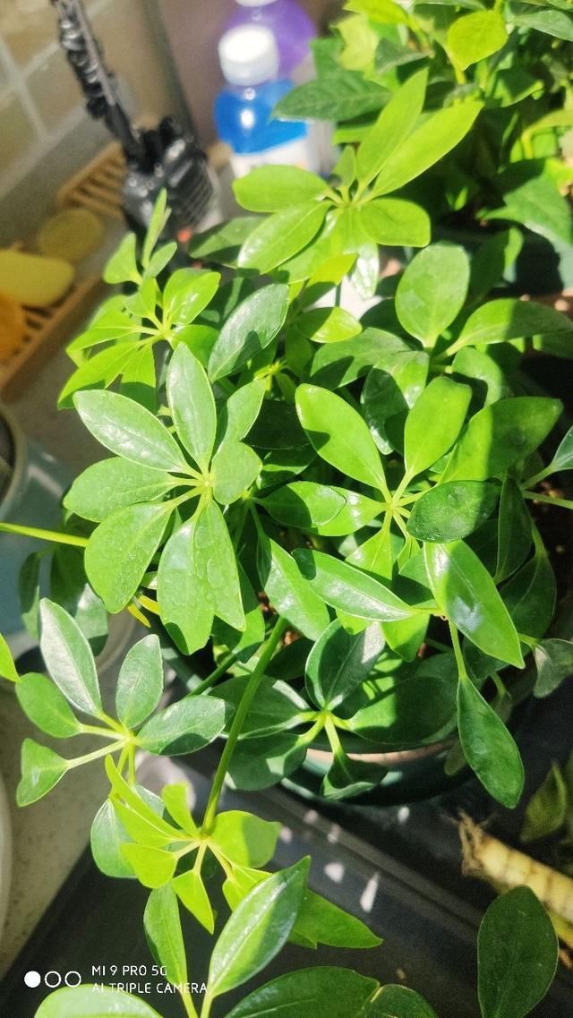 文竹掐个枝,找个瓶子插水里,三天就冒小笋芽