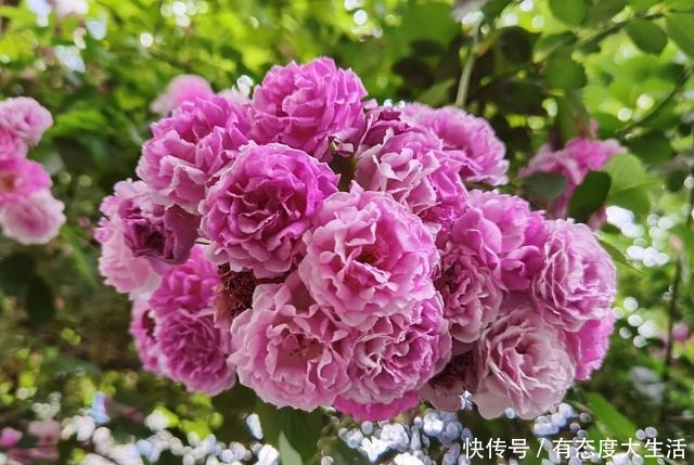 磷酸二氢钾养花最常见的6个误区，难怪花草越长越差还不开花！