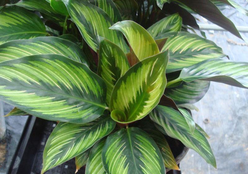 五种精巧花,好养又泼辣,耐阴又漂亮,北阳台最合适