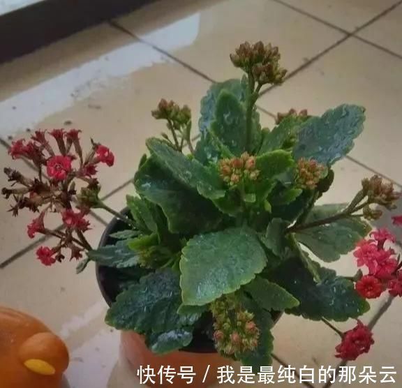 养花要心狠,特别是此5种花,剪得越狠长得更好,株型繁茂