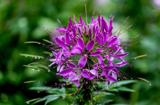 此花花语为神秘,就像一场短暂而绚烂的爱情,给你虚幻无常