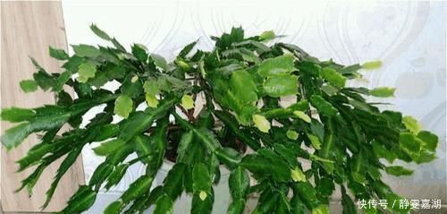 蟹爪兰,7、8月要“静养”,3件事别做,不然叶子薄又红