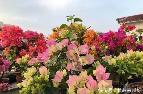 阳台养三角梅,必须要做到“3多”,开花200天,花比叶子多