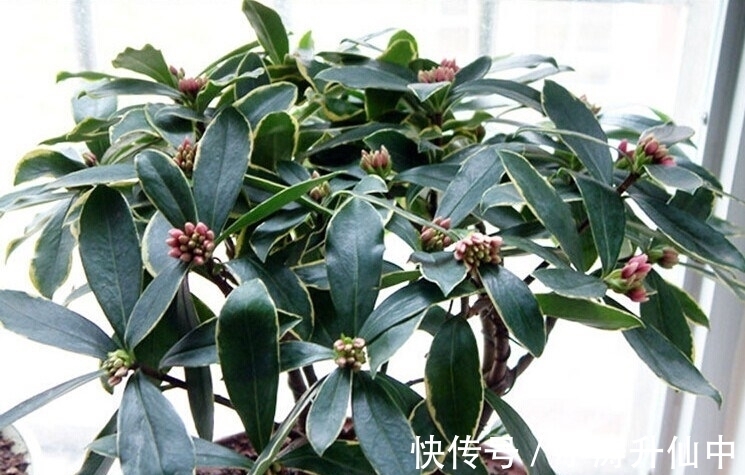 牢记3点要求,冬天室内盆栽瑞香,开花饱满漂亮,香味浓郁