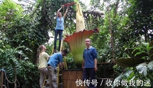 世界上最臭的花,7年才开一次花,看到会使人产生轻生幻觉?