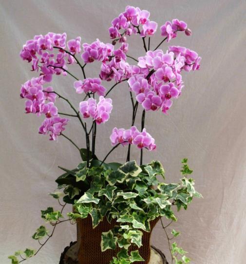 新手花友11月逛花市,6种花再喜欢也别买,带回家养不好浪费钱