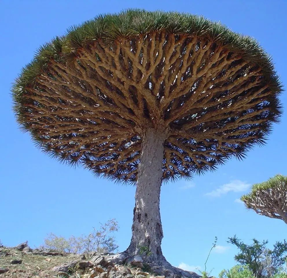 蓝眼菊|乡下拍到的照片，99的人没见过尤其是第7张绝了