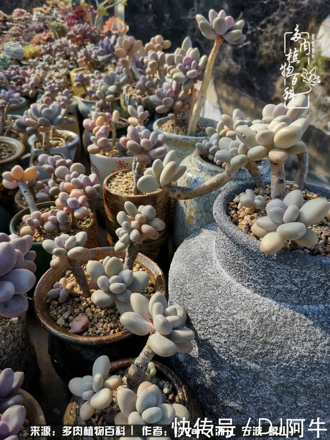 入多肉坑八年,始于初心,一切但求无愧于心