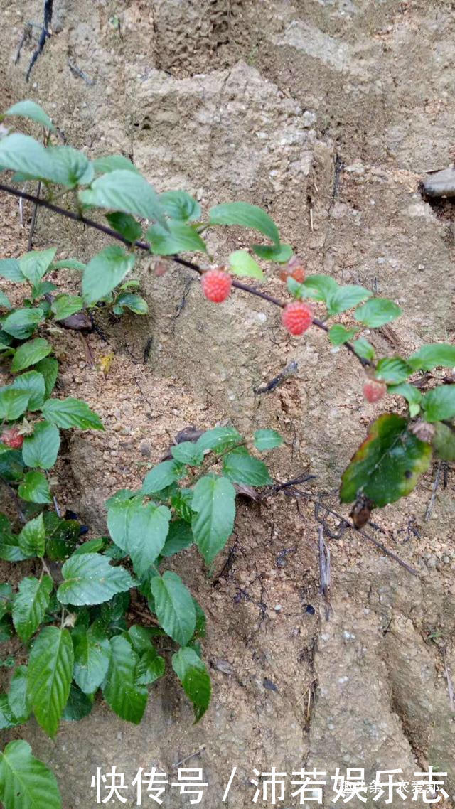 农村这些美味已经很少见了,这个代表童年记忆野果,你还记得吗