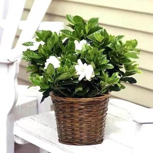 想让家里“病菌”少，就养五种植物，漂亮又好养！