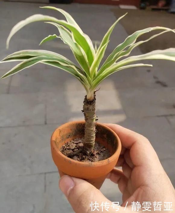 虎皮兰,红掌,吊兰养成老桩，变成大树，真壮观