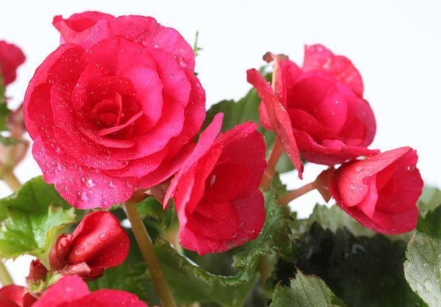 这些花朵超能开,现在入手照样能开爆盆,花朵美观又大气