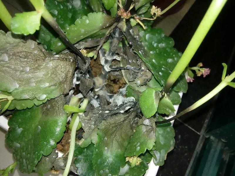 花苞|公认难养的花，养一盆死一盆，从来没有养活过！