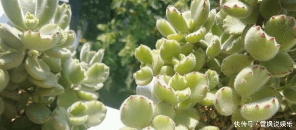 片叶|4片叶的熊童子,1年内终于养出熊样了