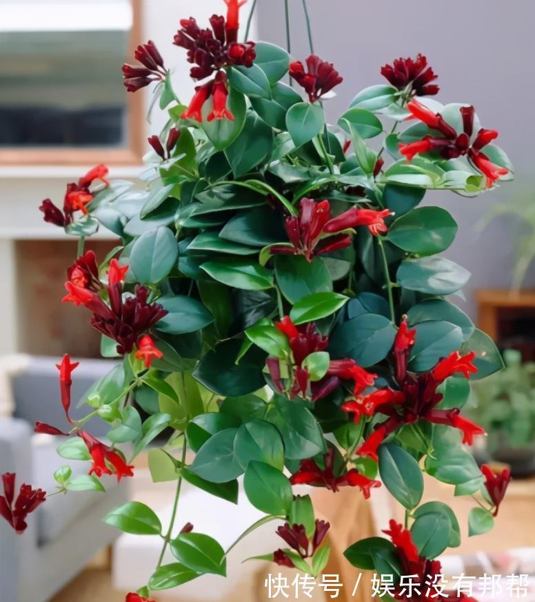 叶片|4种高颜值吊兰，颜色丰富还好养，更适合新手去养