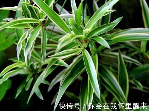 植物|为什么有钱人家里都养这3种植物旺财又旺人,幸好知道早了