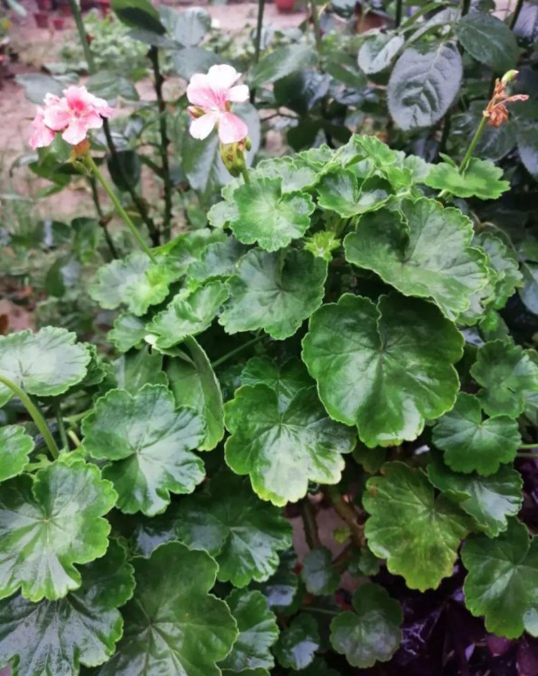 这花真便宜，100块买了一阳台，爆花多得看不见叶子