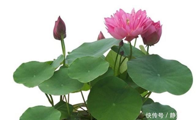 这几种盆栽花卉,谁见了都说是假花,只因为它们太美了