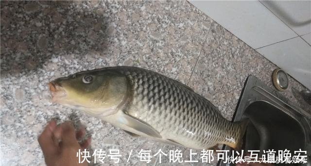 饵料|这东西常人难以接受，却是很不错的钓鱼饵料，钓鲫鱼鲤鱼效果绝佳