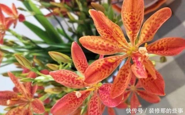 保证|喜欢在家养花?学会3条管理经验,保证啥花都能轻松养好