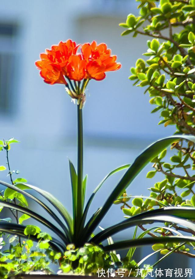 君子兰有“4怕2不喜”，难怪总也养不好，新手看了能规避
