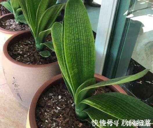 土壤|养花土壤板结,三种“玩意儿”丢盆里,土又好又肥,再也不板结了