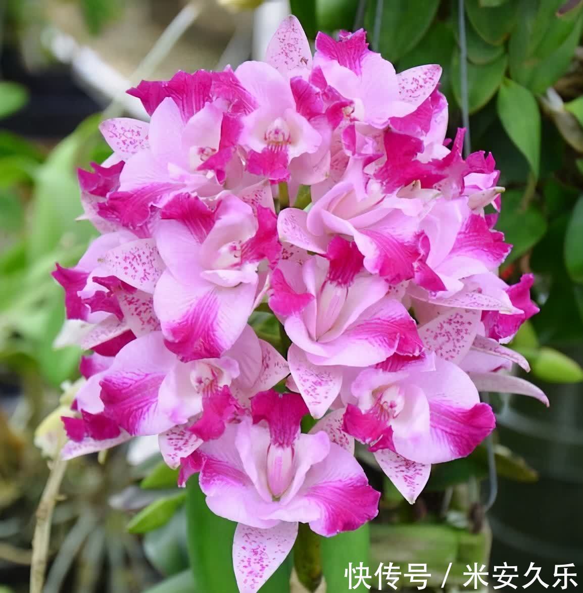网纹草|室内养什么花好？这4种“耐阴花”，花叶俱美，很好养