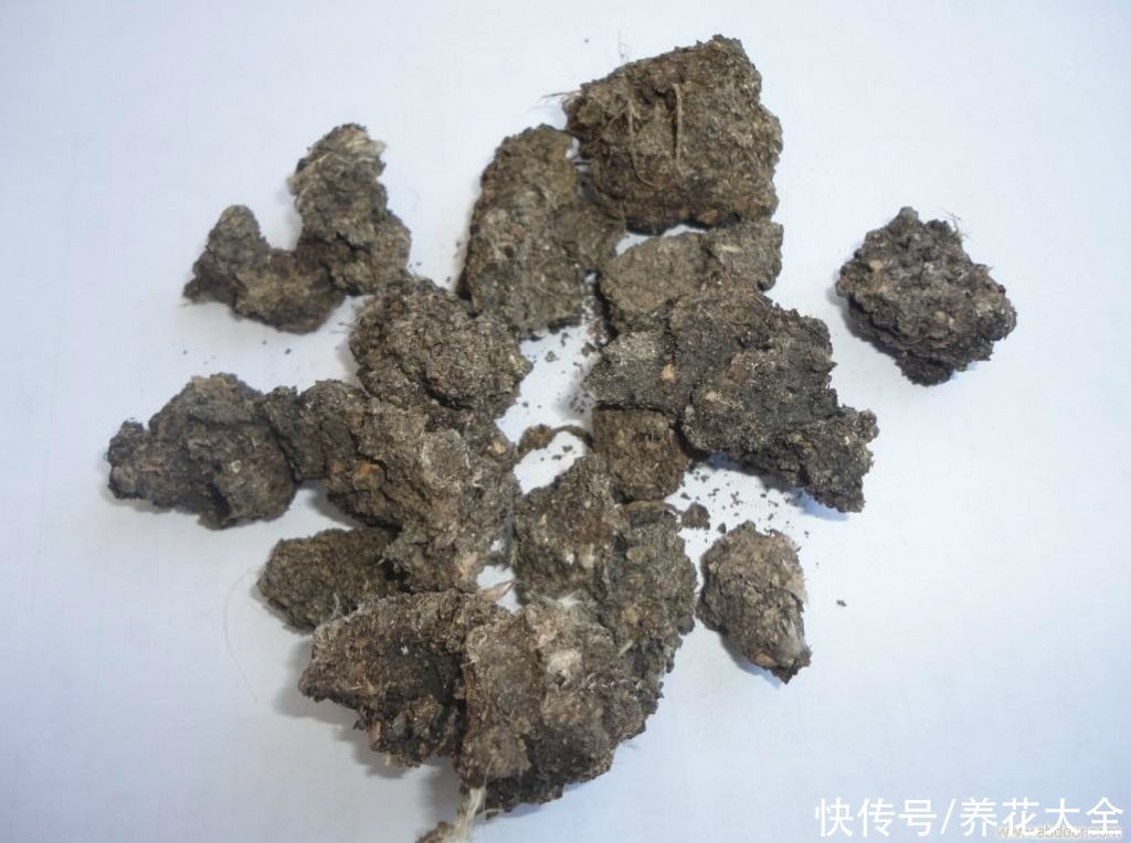 这5种动物粪便，居然是养花神器，越用花卉长得越旺