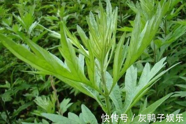 艾叶|艾叶煮水功效多,每天来一杯,身体会得到喜人的改变,值得一试!