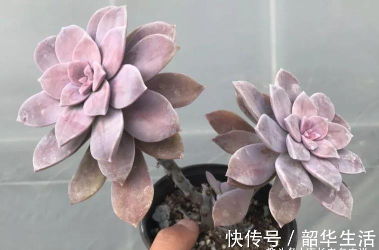 华丽|紫色系多肉华丽风车，夏季也不会轻易褪色，值得我们所有人养一盆