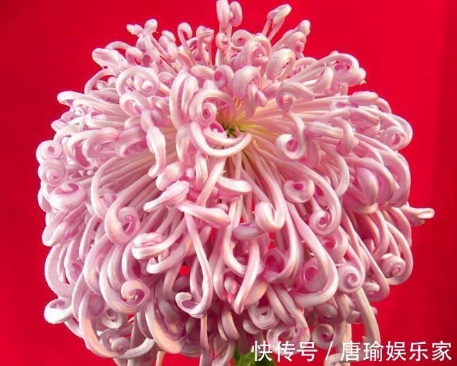 喜欢菊花,不如养盆优良名菊“盘龙出海”,似祥龙出海,霸气妖娆
