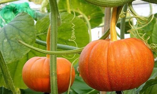 会吃的人更长寿,常吃3种食物,滋补身体,越活越年轻!