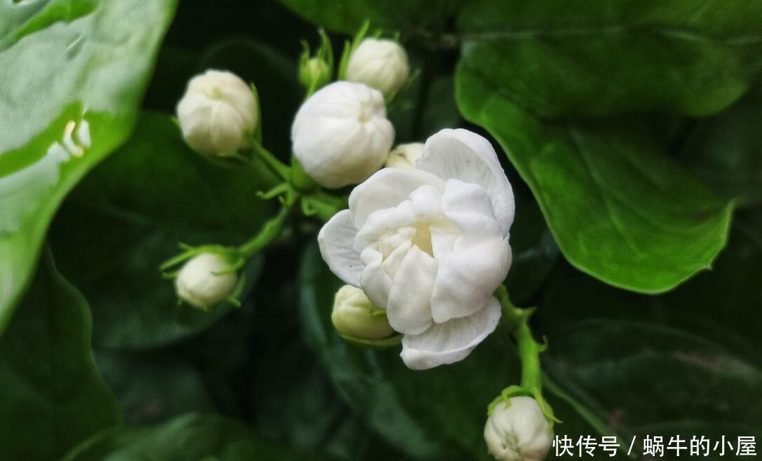 茉莉开花多不多,主要在三个细节工作,做得不到位补救还来得及