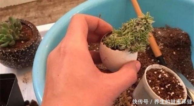 多肉花盆年年买不如换成这种，省钱又实用！多肉花盆年年买不如换成这种，省钱又实用！