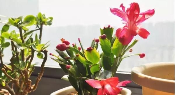 初春养花,把控住这3方面,可免植物被冻坏、被害虫蛰伤