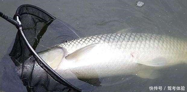 么鱼进窝|钓鲫鱼窝内出现大片鱼泡,为何没鱼吃钩因为它想吃吃不到!