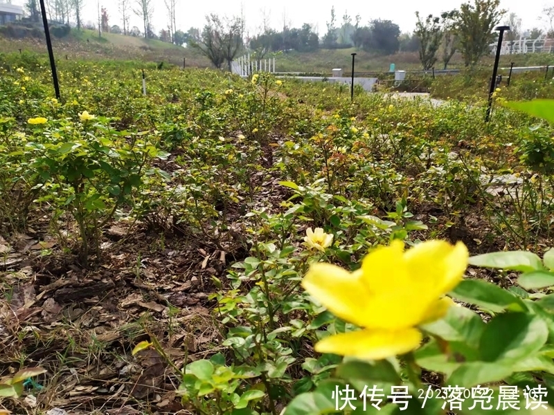 网红达人|郑州西流湖公园初现网红花海数公顷各色花卉芳香扑鼻