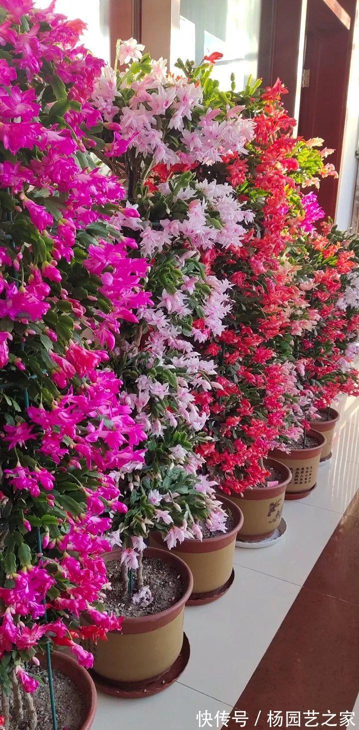 叶片|秋天养蟹爪兰，调整4个“方向”，叶片杠杠肥厚，花开满枝头