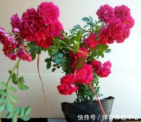 院子再小,也要养棵它,2年长一片,开花特别美,左邻右舍都说香!