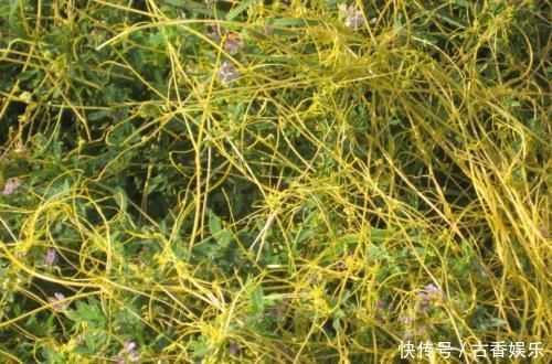 人参|农村一种野草,被人们当你害草,殊不知药用堪比人参,价格便宜