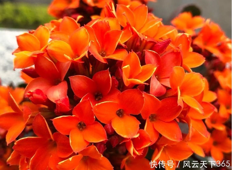 5月养长寿花,做好2件事,12月枝头满花苞,2年变老桩