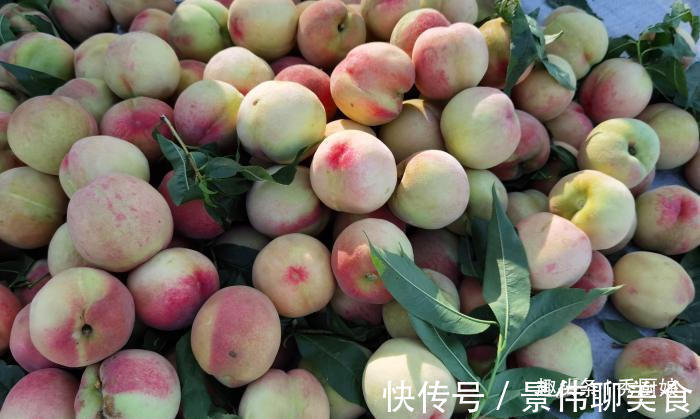 桃子|买桃子时,就挑“公”的,肉多核小汁水多,教你6招,一挑一个准