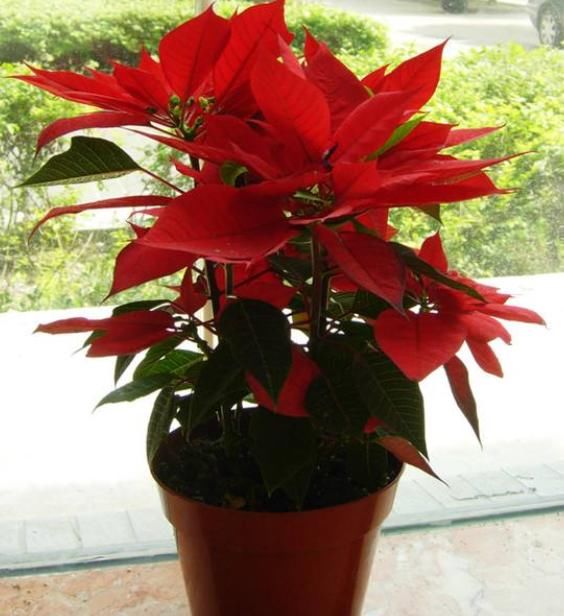 漂亮的一品红是怎么养出来的?养花高手仅用3个套路,不久就养成